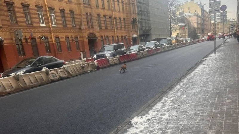 Дикая лиса, гулявшая по центру Петербурга, останется на свободе (видео)