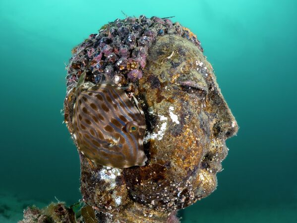 Поцелуй рыб, ухо Будды и фантомы: победители конкурса Ocean Art 2025 (фото)