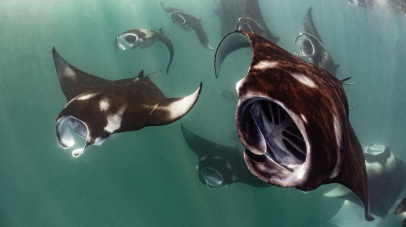 Поцелуй рыб, ухо Будды и фантомы: победители конкурса Ocean Art 2025 (фото)
