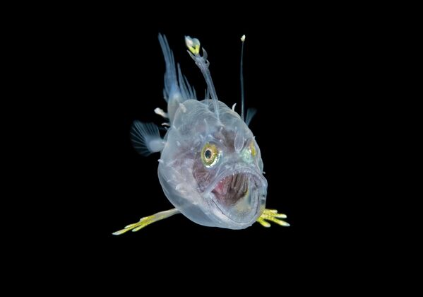 Поцелуй рыб, ухо Будды и фантомы: победители конкурса Ocean Art 2025 (фото)
