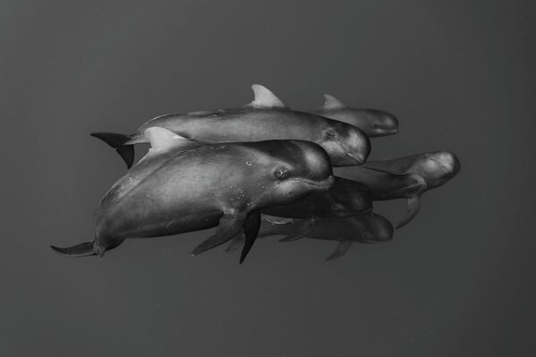 Поцелуй рыб, ухо Будды и фантомы: победители конкурса Ocean Art 2025 (фото)
