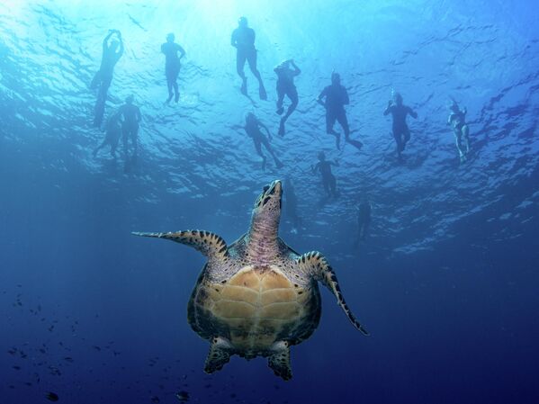 Поцелуй рыб, ухо Будды и фантомы: победители конкурса Ocean Art 2025 (фото)