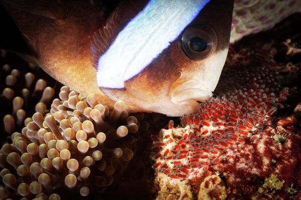 Поцелуй рыб, ухо Будды и фантомы: победители конкурса Ocean Art 2025 (фото)