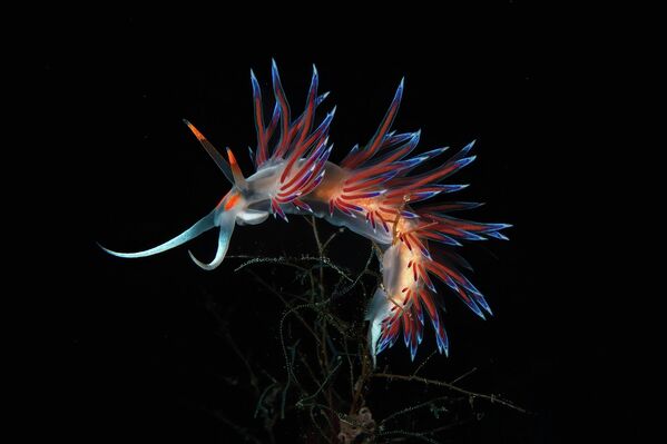 Поцелуй рыб, ухо Будды и фантомы: победители конкурса Ocean Art 2025 (фото)