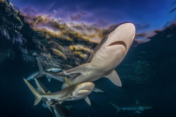 Поцелуй рыб, ухо Будды и фантомы: победители конкурса Ocean Art 2025 (фото)