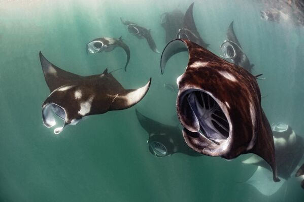 Поцелуй рыб, ухо Будды и фантомы: победители конкурса Ocean Art 2025 (фото)