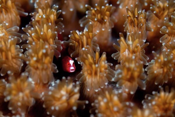 Поцелуй рыб, ухо Будды и фантомы: победители конкурса Ocean Art 2025 (фото)