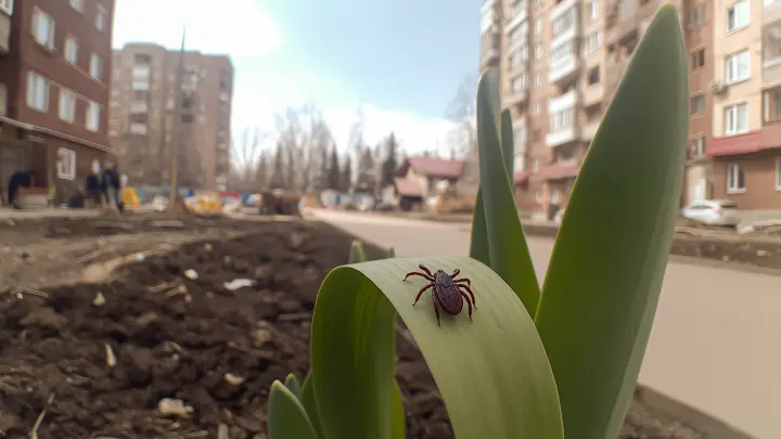 Петербург стал эпицентром клещевой атаки: кровососы проснулись раньше срока